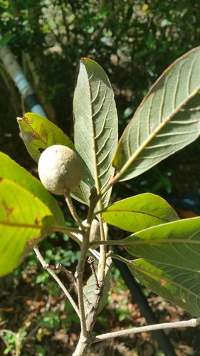 Terminalia crenata image