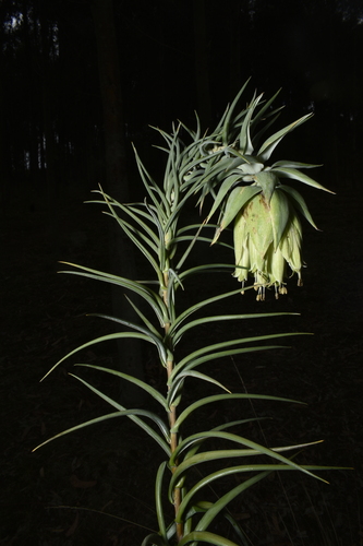 Bomarea involucrosa (Bomarea involucrosa)