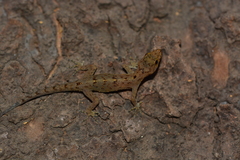Cnemaspis ajijae