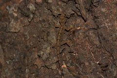 Cnemaspis ajijae