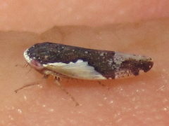 Norvellina pulchella