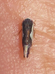 Norvellina pulchella
