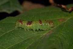 Acronicta hamamelis
