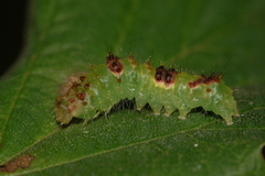 Acronicta hamamelis