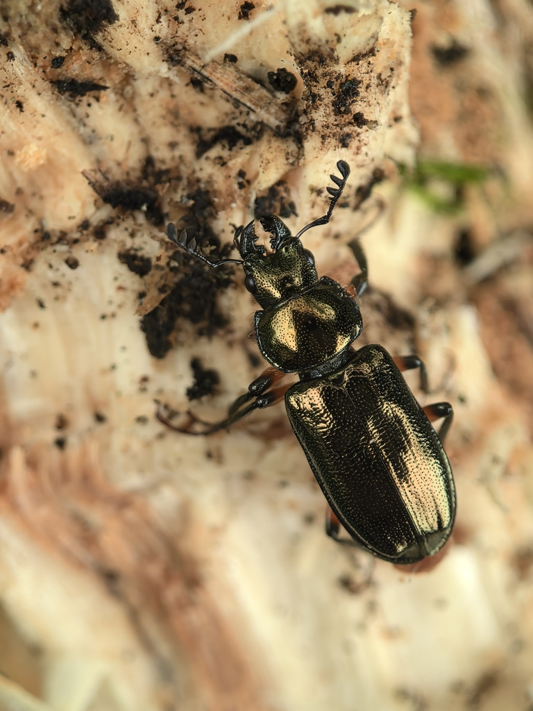 Platycerus masumotoi