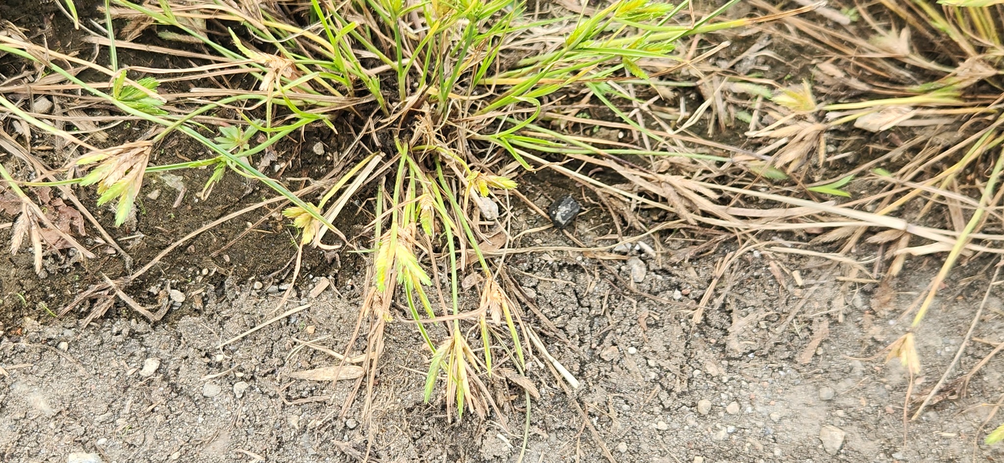 Flat Sedge (Cyperus compressus)