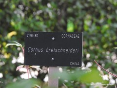 Cornus bretschneideri