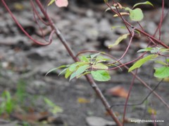 Cornus bretschneideri