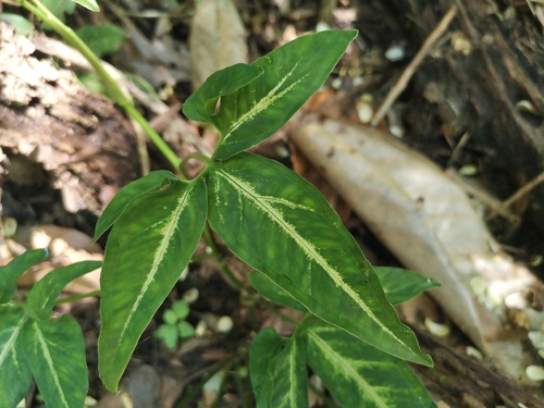 Syngonium angustatum