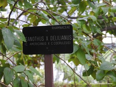 Ceanothus × delileanus