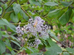 Ceanothus × delileanus
