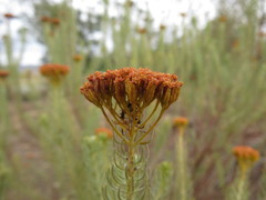 Athanasia vestita