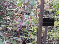 Cornus bretschneideri