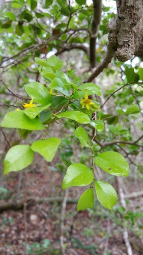 Baudouinia sollyaeformis image