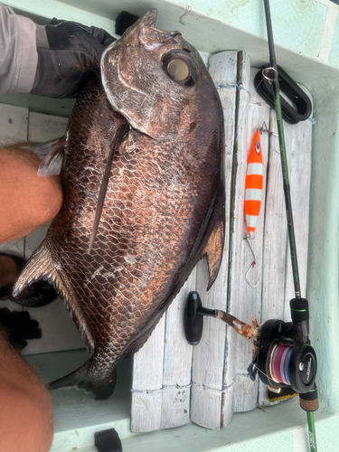 Brilliant Pomfret — seen at this dive site