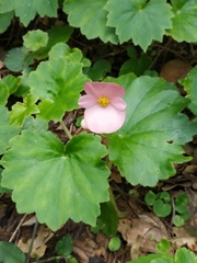Begonia uniflora