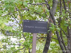 Caragana decorticans