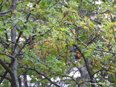 Caragana decorticans