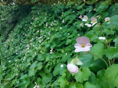 Begonia uniflora