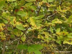 Caragana decorticans