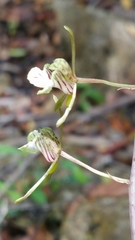 Eulophia spathulifera image