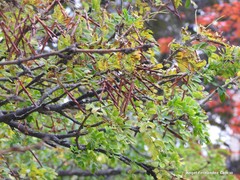 Caragana decorticans