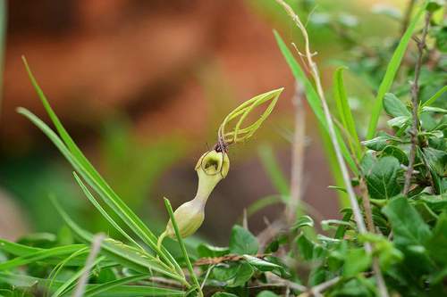 Ceropegia spiralis