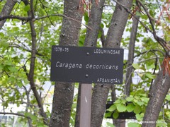 Caragana decorticans