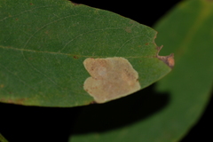 Chrysaster ostensackenella