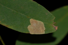 Chrysaster ostensackenella