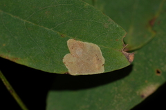 Chrysaster ostensackenella