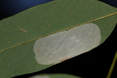 Macrosaccus robiniella