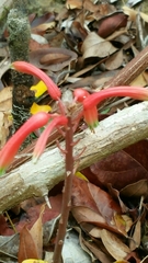 Aloe ambrensis image