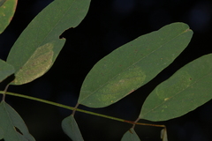 Macrosaccus robiniella