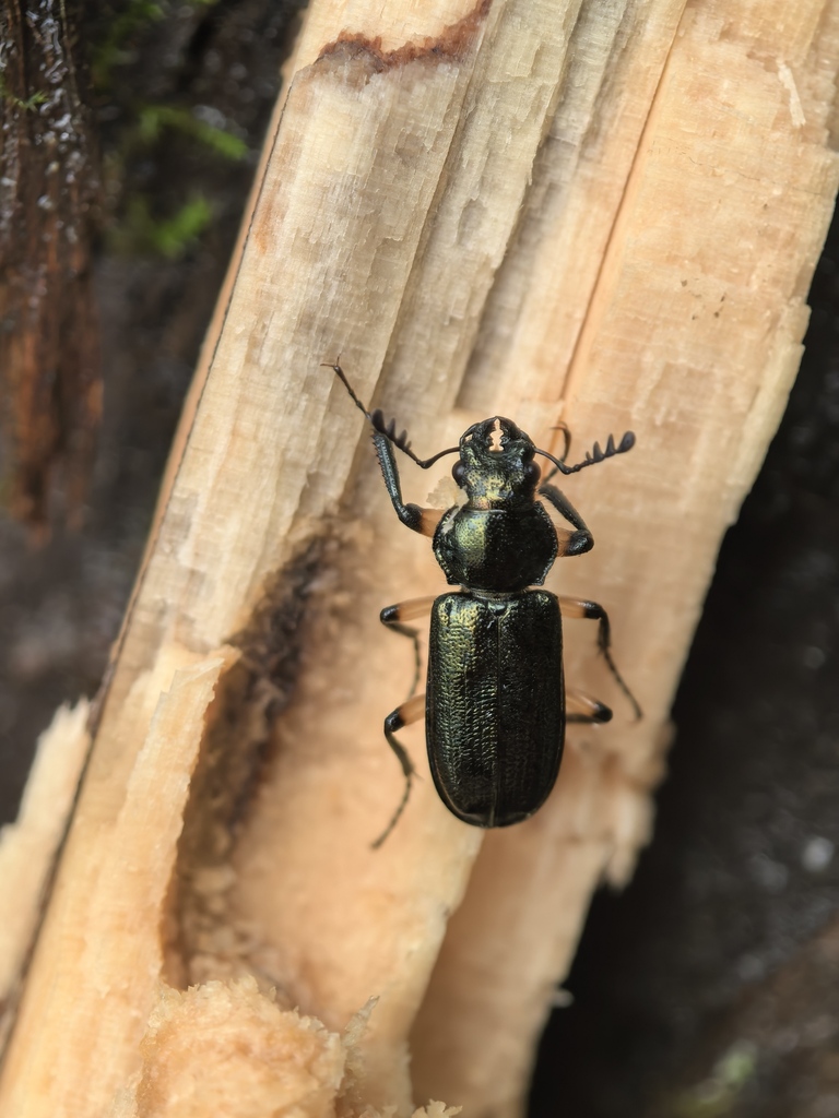 Platycerus yangi