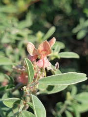 Indigofera oblongifolia