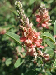 Indigofera oblongifolia