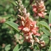 Indigofera oblongifolia - Photo (c) Aravinth, algunos derechos reservados (CC BY), subido por Aravinth