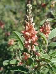 Indigofera oblongifolia