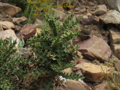 Berkheya onobromoides carlinoides