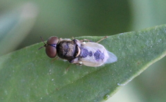 Oplodontha pulchriceps