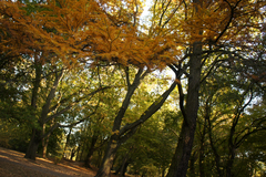 Pseudolarix amabilis