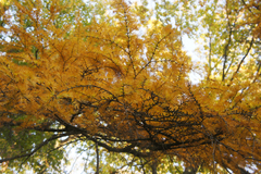 Pseudolarix amabilis