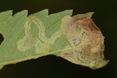 Liriomyza carphephori