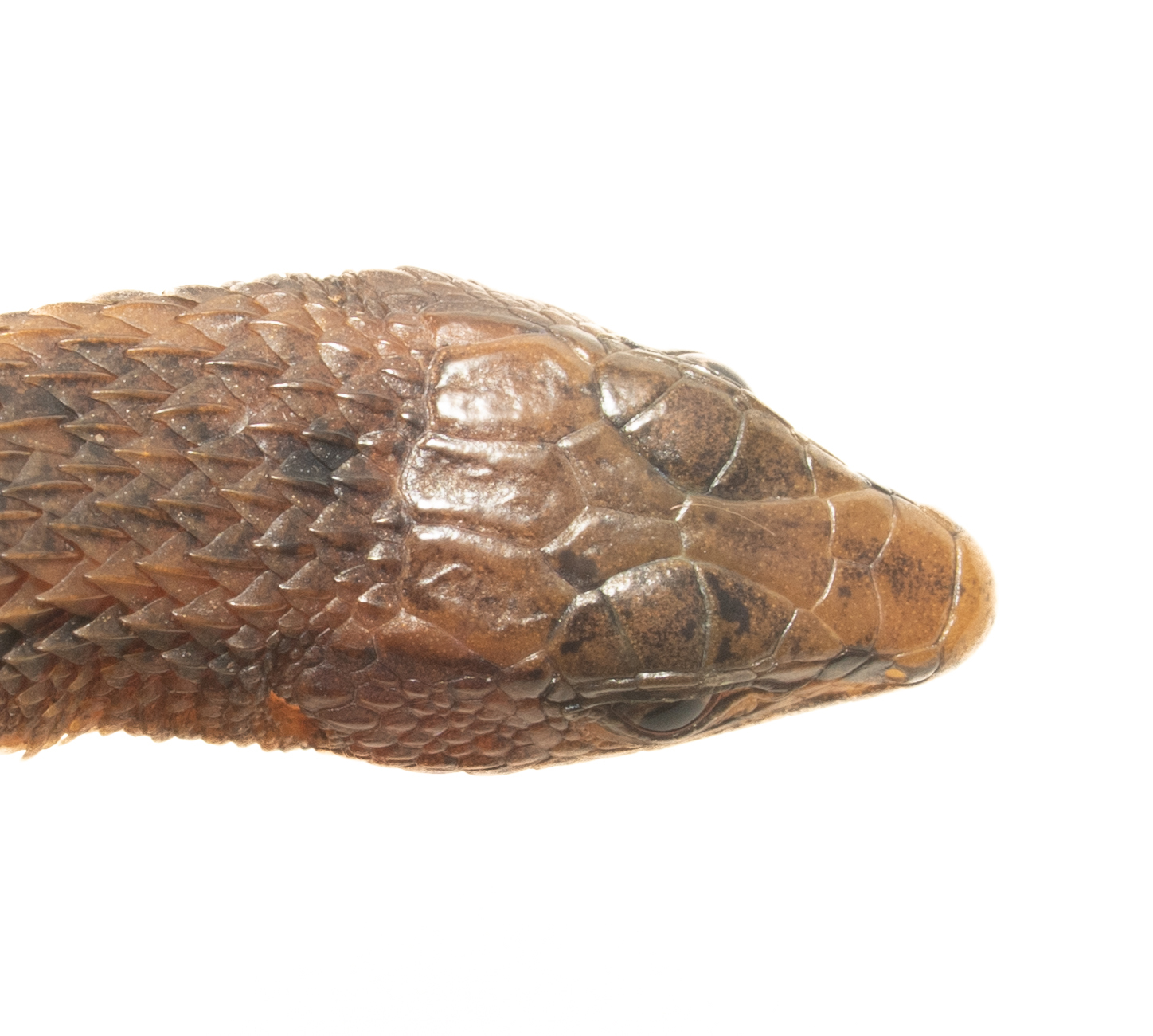 Alopoglossus angulatus (Linnaeus, 1758)