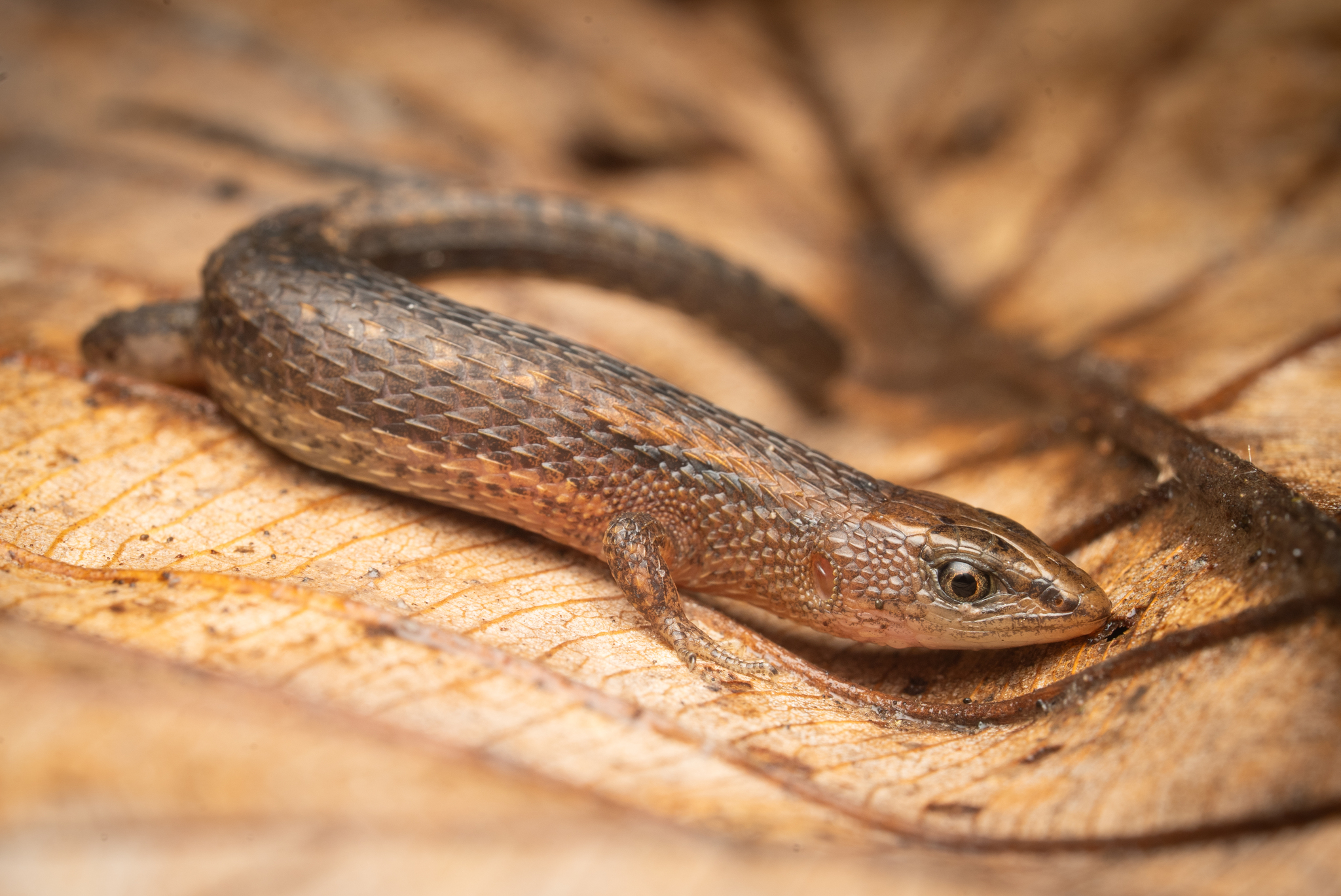 Alopoglossus angulatus (Linnaeus, 1758)