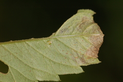 Liriomyza carphephori
