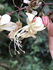 Clerodendrum laevifolium