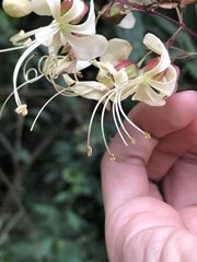 Clerodendrum laevifolium