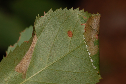 Parornix quadripunctella